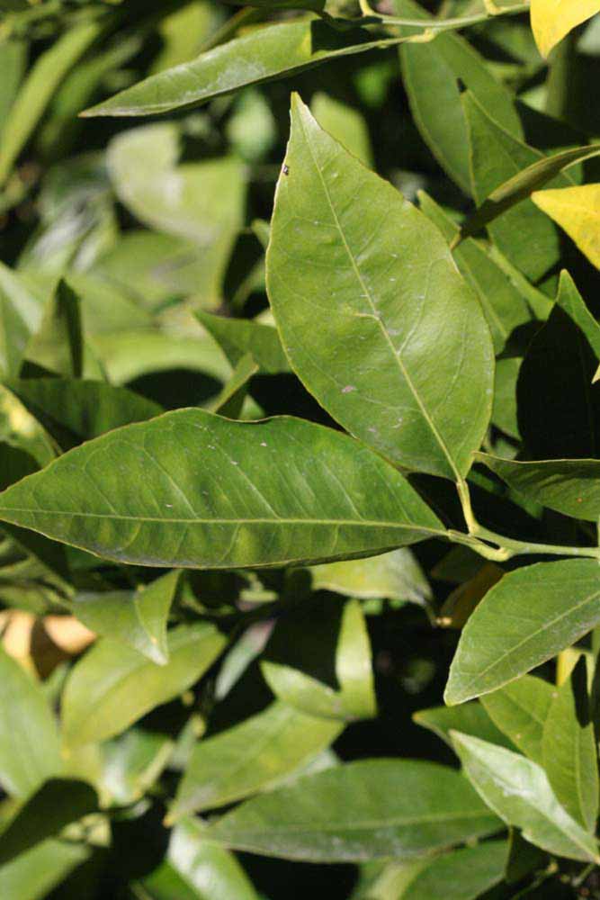            Sun leaves (Riverside, CA)   